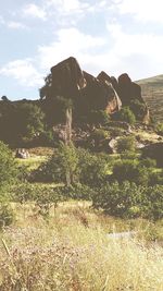 Plants growing on land