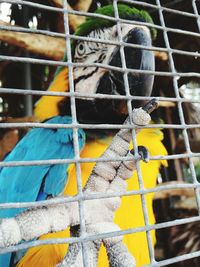 Close-up of gold and blue macaw in cage