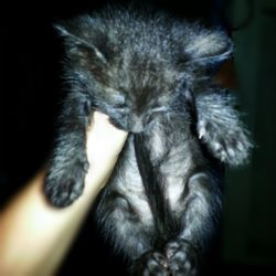 Close-up of cat