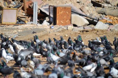 Full frame shot of pigeons