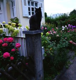 Cat on flowers