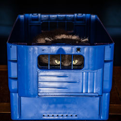 Close-up of cat on blue wall