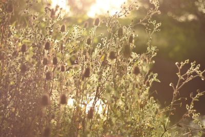 Close-up of fresh plants in sunlight