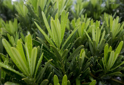 Close-up of fresh green plants