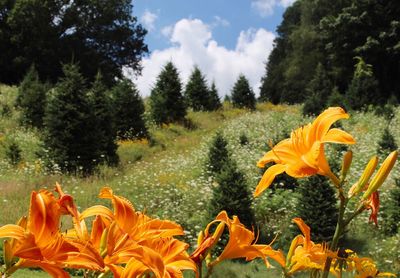 Close-up of yellow flowering plants by trees