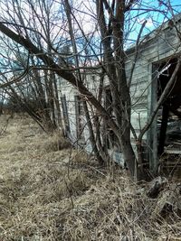 Low angle view of bare tree against sky