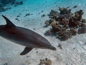 High angle view of fish swimming in sea