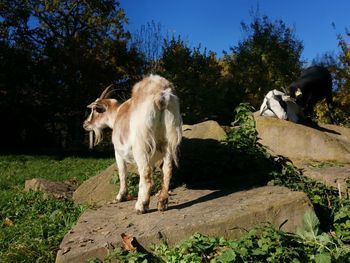 View of a dog standing against plants