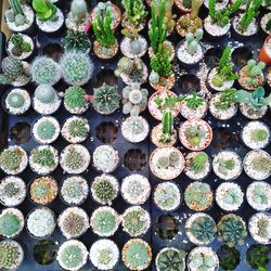 Full frame shot of succulent plants