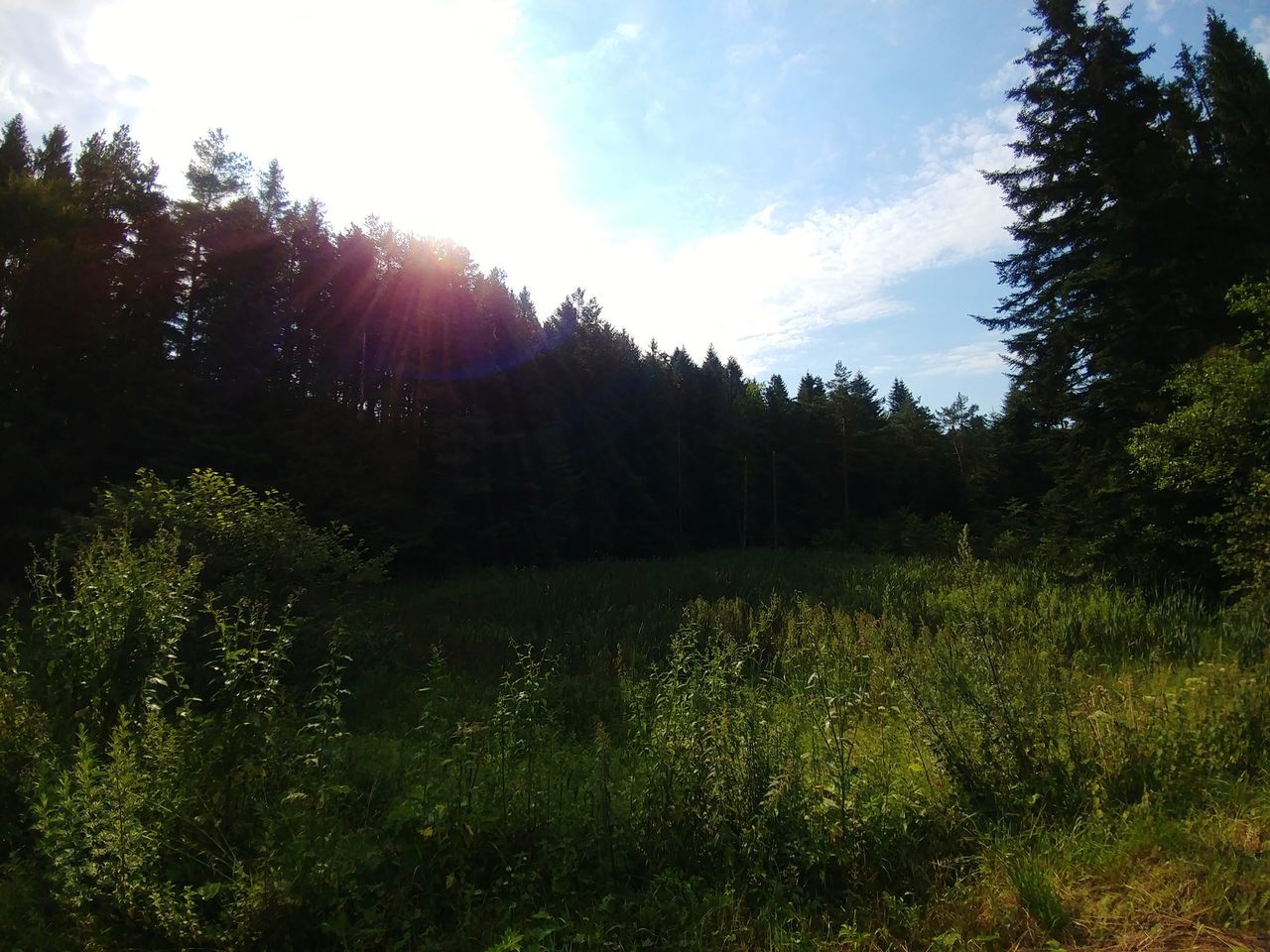 plant, tree, sky, tranquility, beauty in nature, sunlight, tranquil scene, land, growth, day, scenics - nature, nature, no people, environment, non-urban scene, sunbeam, landscape, forest, grass, cloud - sky, lens flare, sun, outdoors, bright, brightly lit