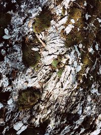 Full frame shot of tree trunk with moss