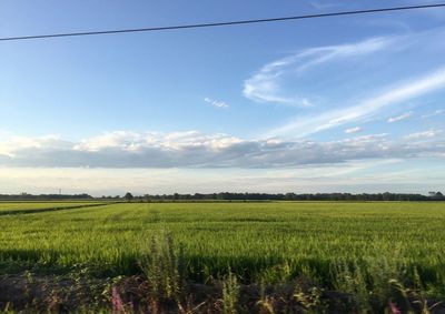 Scenic view of grassy field against sky