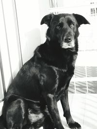 Portrait of dog sitting at home