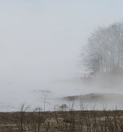 Trees on field against sky during foggy weather