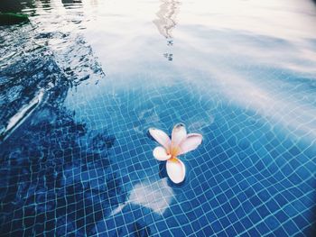 High angle view of toy floating on swimming pool