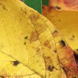 Close-up of autumnal leaves