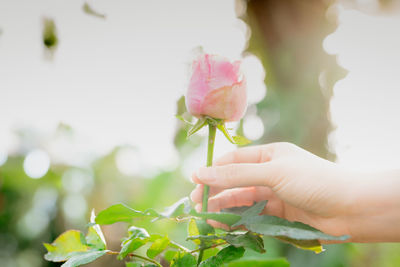 Close-up of hand holding pink rose at park