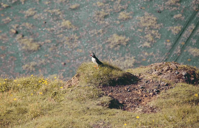 Bird perching on a field, puffin in iceland