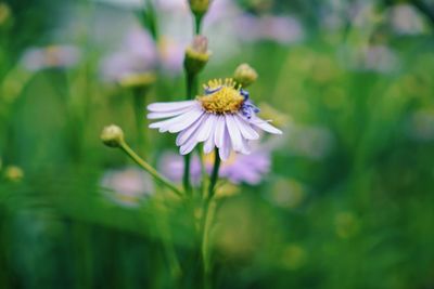Close-up of honey bee on flower in park