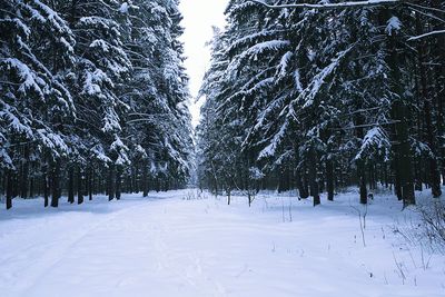 Trees on snow covered field during winter