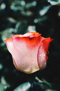 Close-up of red rose