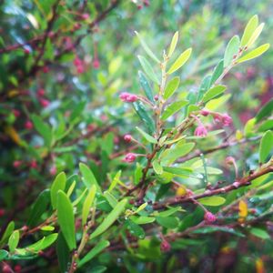 Close-up of fresh green plant