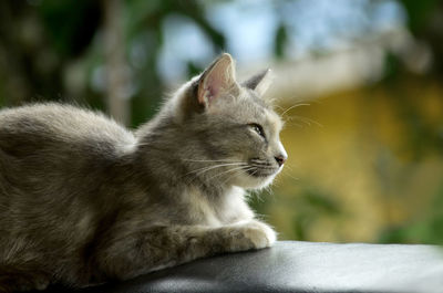 Close-up of a cat looking away