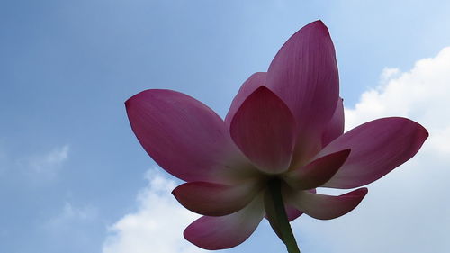 Close-up of pink water lily against sky