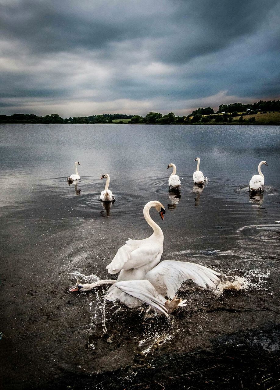 bird, animal themes, animals in the wild, water, wildlife, lake, swan, sky, nature, flock of birds, duck, cloud - sky, medium group of animals, seagull, reflection, beauty in nature, swimming, river, lakeshore