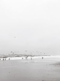 Flock of birds flying over beach against sky