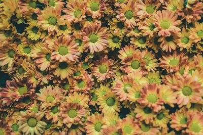 Full frame shot of flowers