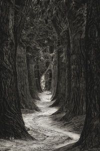 Dirt road amidst trees in forest