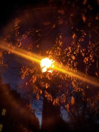 Low angle view of illuminated tree at night