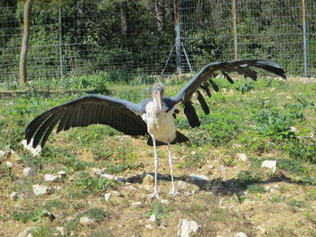 Bird flying in a forest