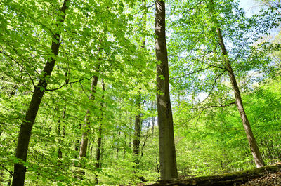 Low angle view of bamboo trees in forest
