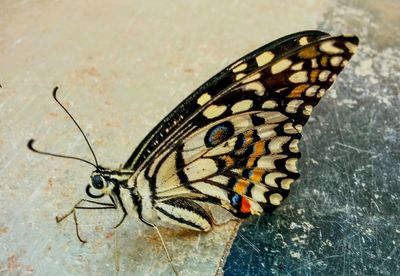 Close-up of butterfly