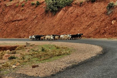 Horses on road