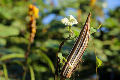 Okra flower blooming outdoors