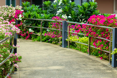 Pink flowers on footpath in garden