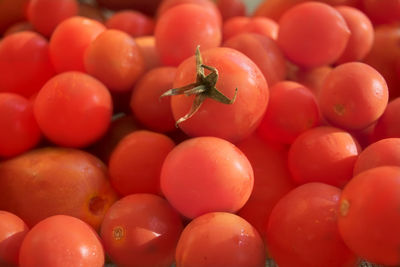 Close-up of ladybug on tomatoes