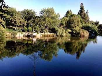 Reflection of trees in water