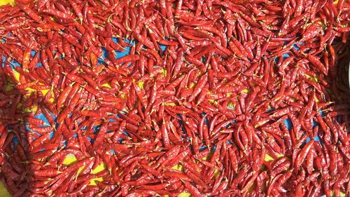 Full frame shot of red chili pepper