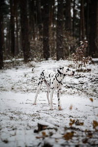 Young dalmatian dog is posing in snowy forest.