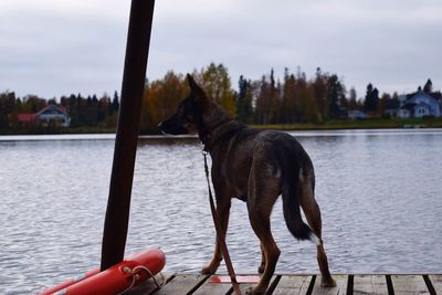Dog by lake against sky