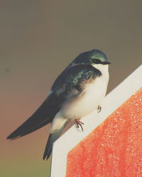 Close-up of bird perching on a stop sign 