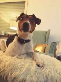 Portrait of dog relaxing at home