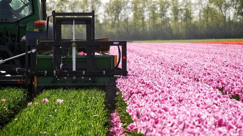 Harvesting purple tulips on field with machine