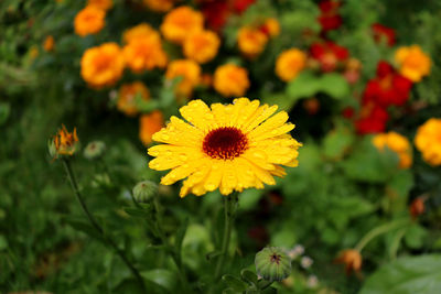Close-up of yellow flowering plant