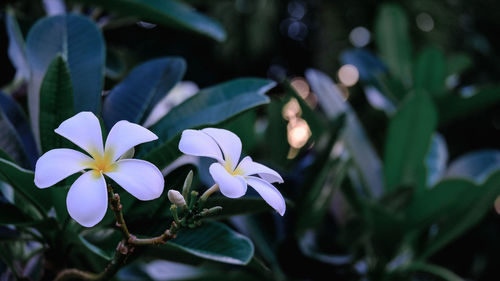 Close-up of white flowering plant