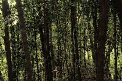 View of trees in forest